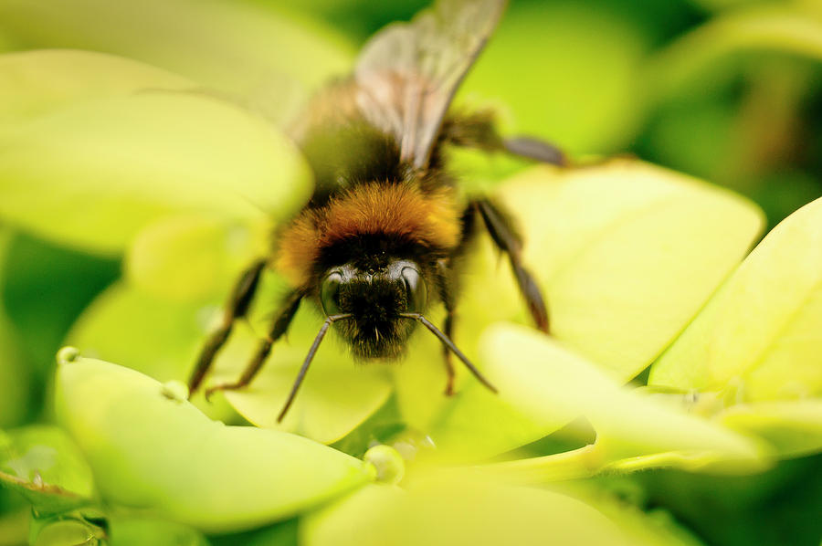 Thirsty Bumble Bee. Photograph by Elena Perelman