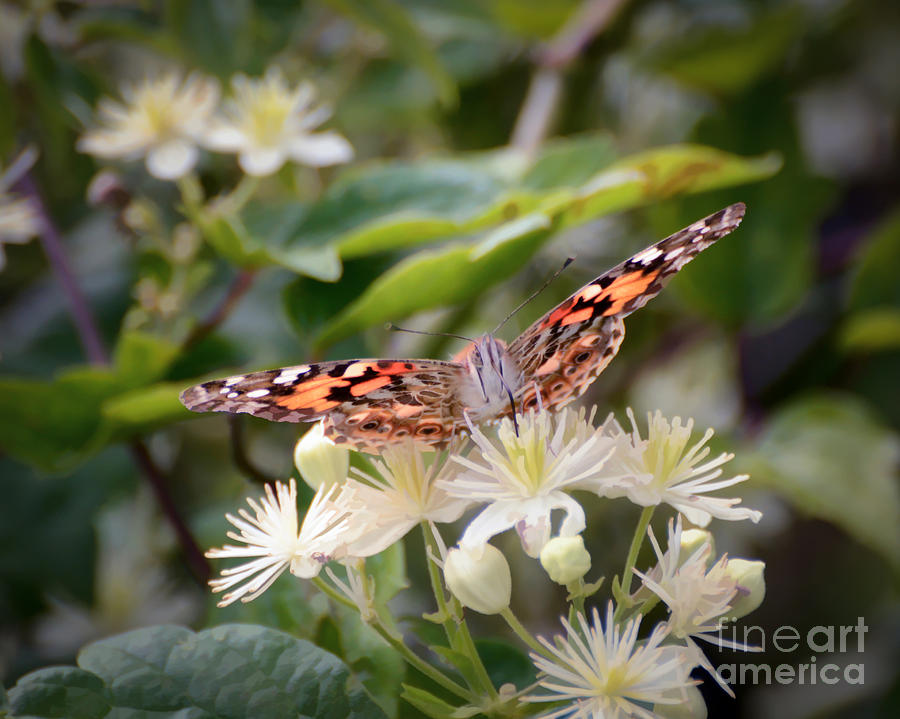 Thirsty Butterfly Photograph by Kerri Farley