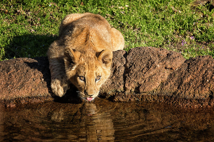 Thirsty Cub Photograph by Travis Rogers