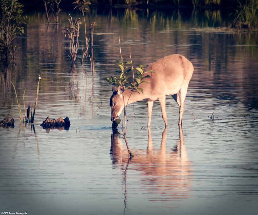 Deer in Lake  Photograph by Debra Forand