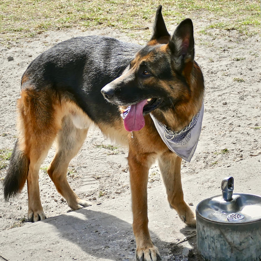 what makes a dog thirsty