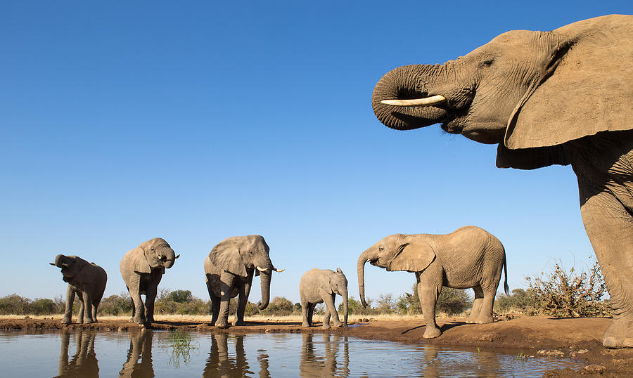 Thirsty Elephants Photograph by Max Waugh