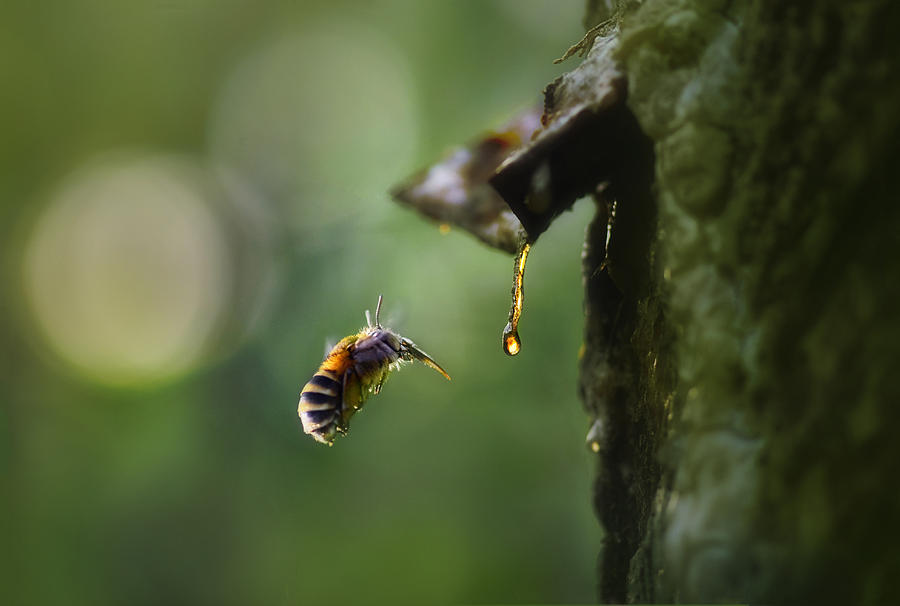 Insect Photograph - Thirsty by Fahmi Bhs