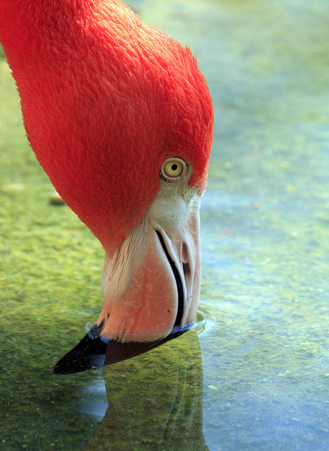 Thirsty Flamingo Photograph by Travis Rogers