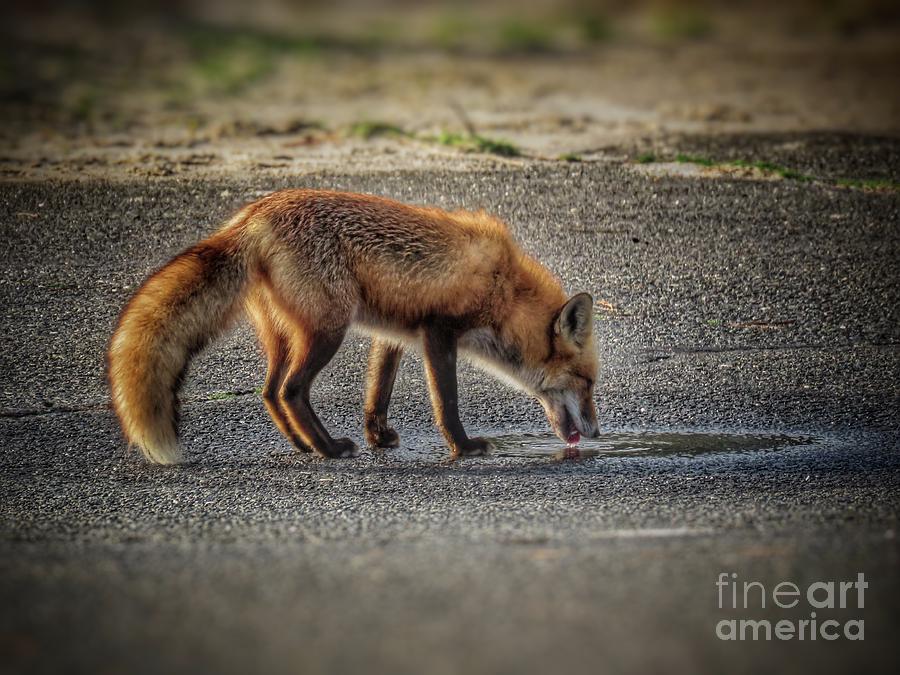 Thirsty fox I Photograph by Rrrose Pix