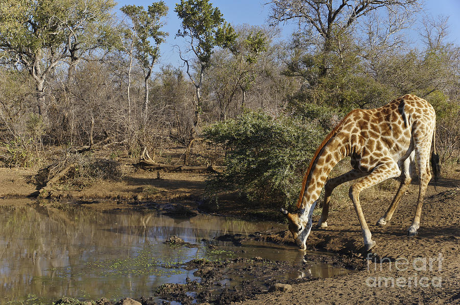 Thirsty Giraffe Photograph by Brian Kamprath