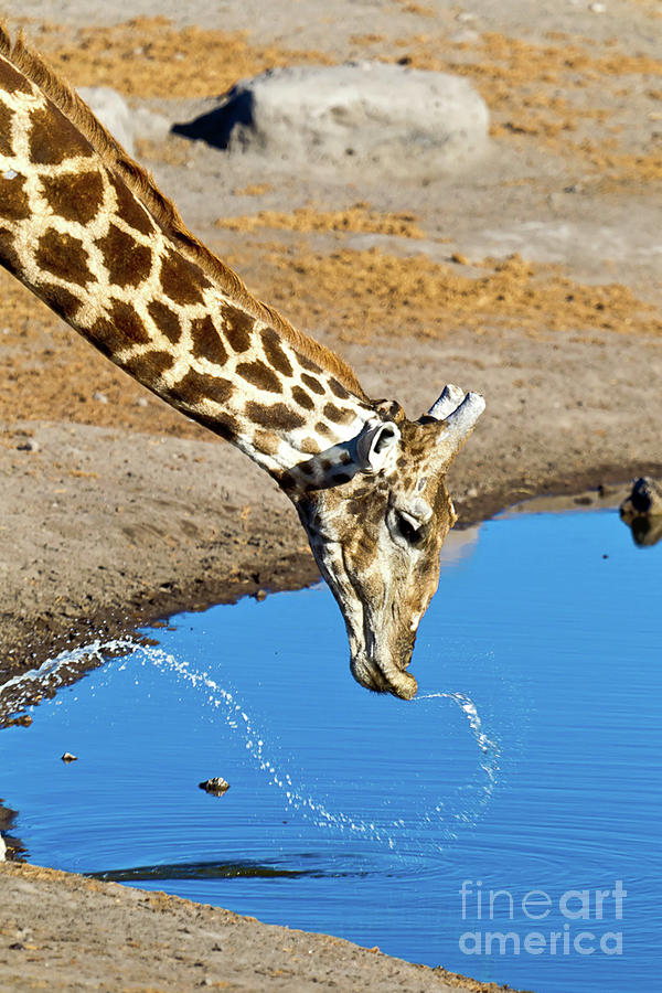 Thirsty Giraffe