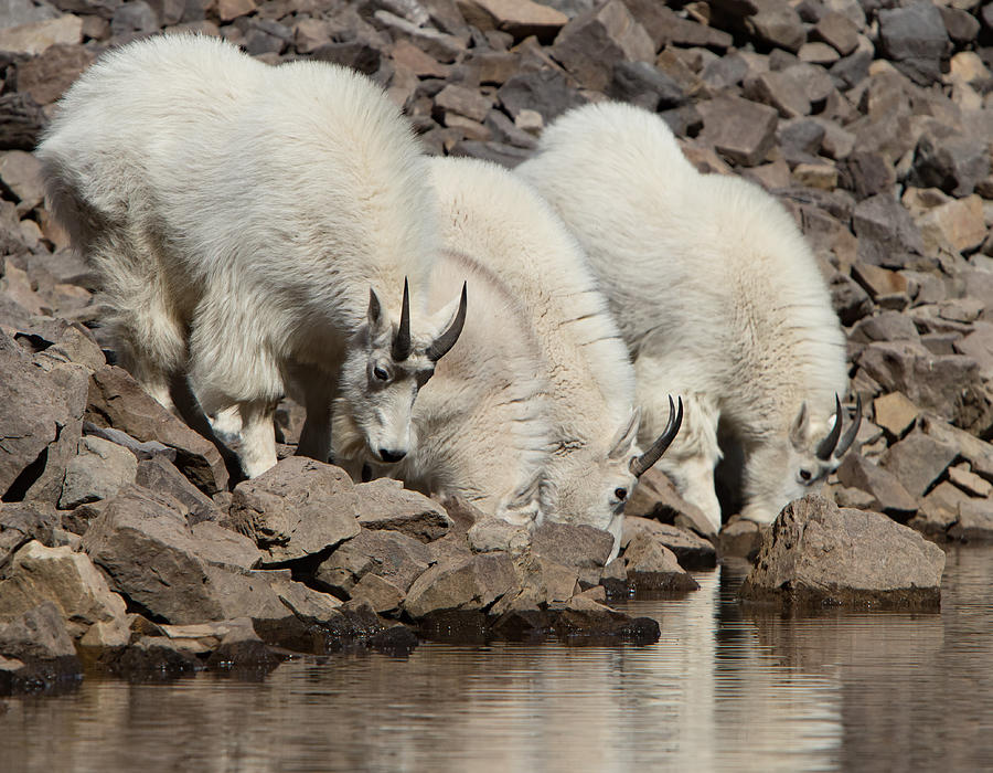 Thirsty Goats Photograph by Kent Keller