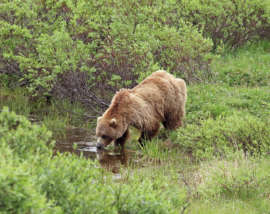 Thirsty Grizzly Photograph by Jean Clark
