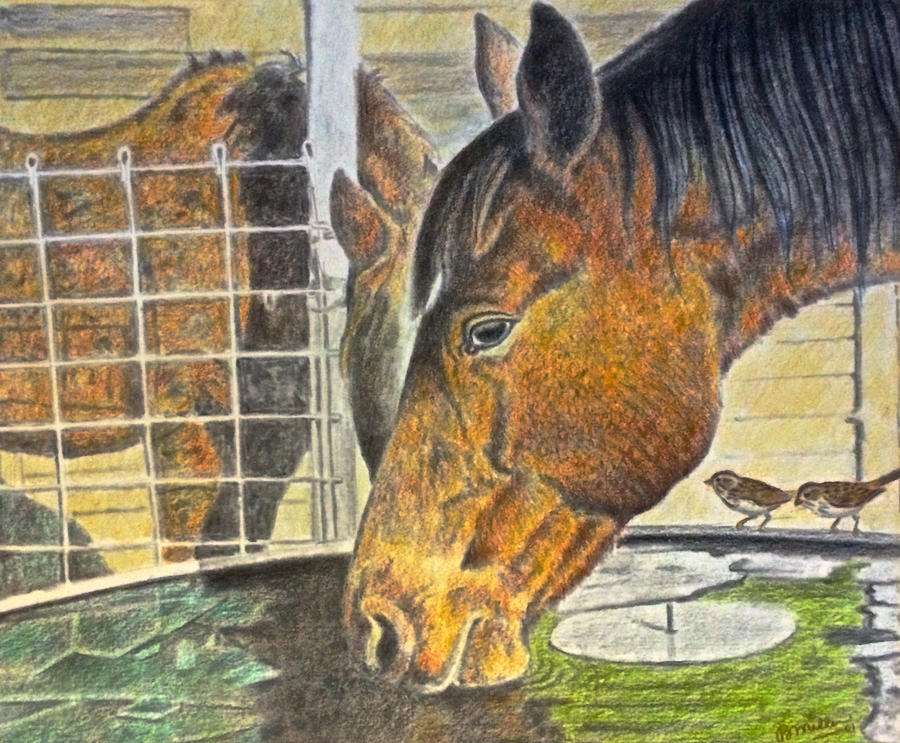Thirsty Horse Drawing by Bern Miller