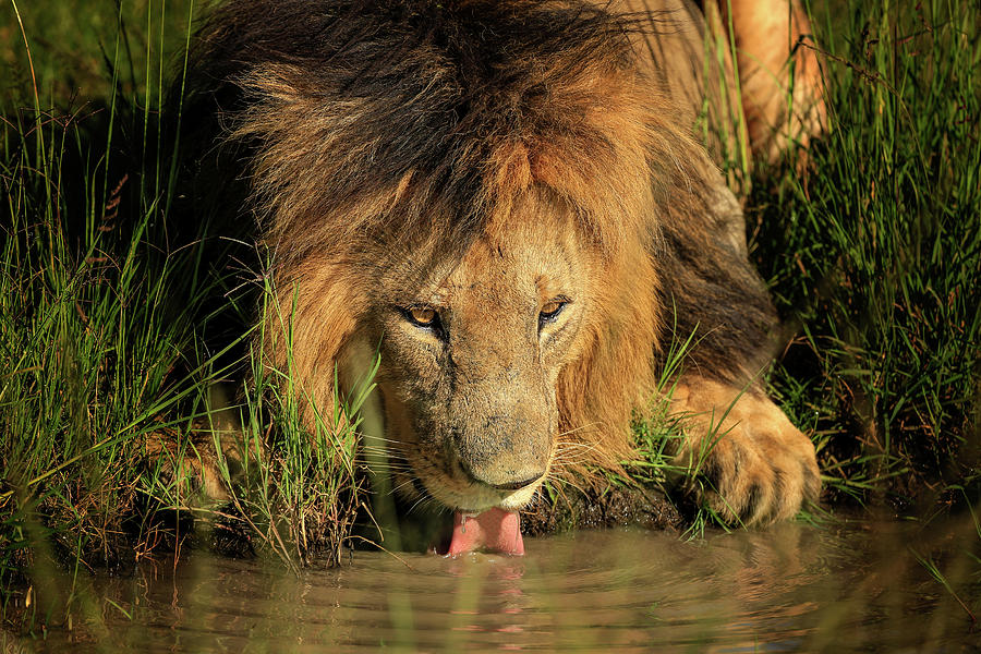 Thirsty King Photograph by Steven Upton