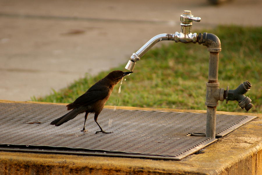 Thirsty Photograph by Lois Lepisto