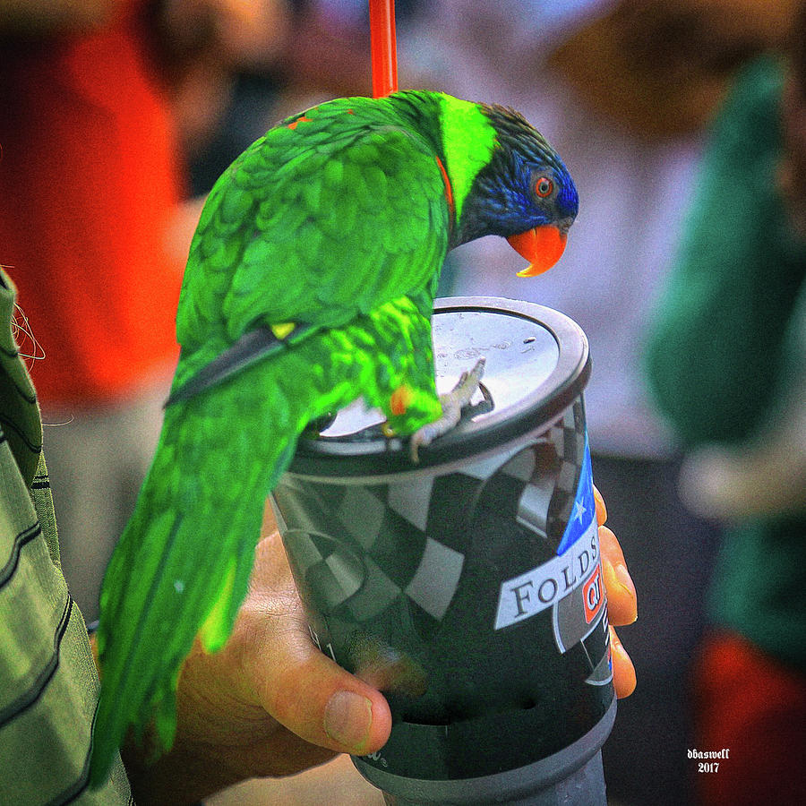 Thirsty Parrot Photograph by Dennis Baswell