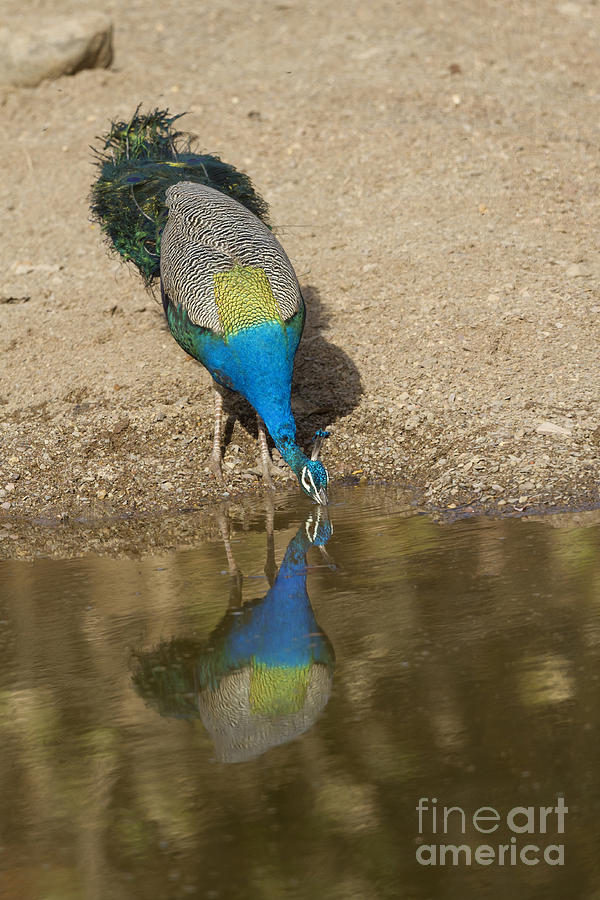 Thirsty Peacock Photograph by Bernd Rohrschneider/FLPA