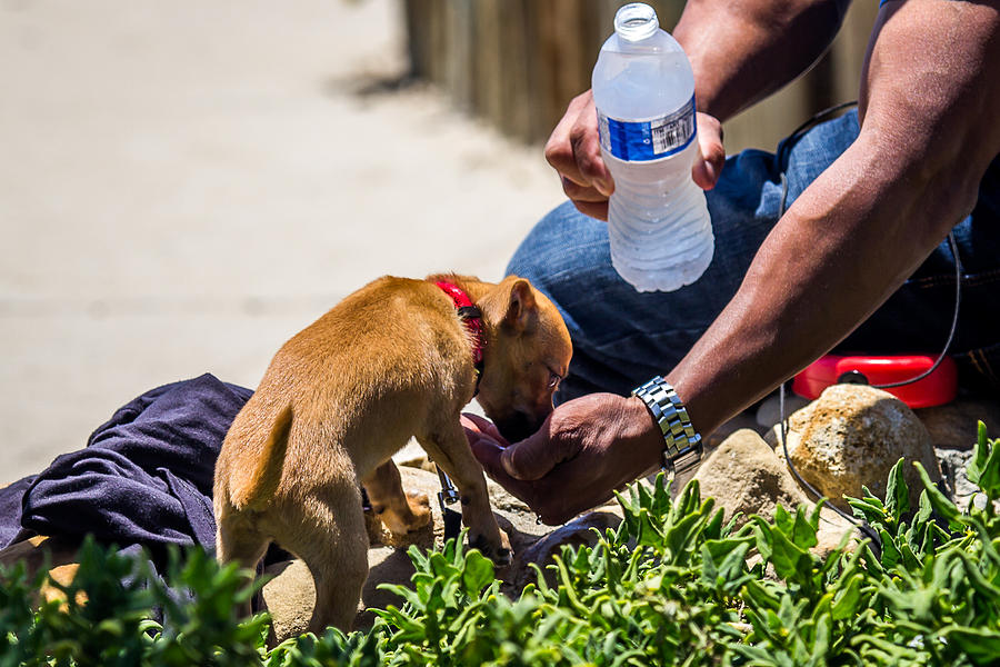 Thirsty Puppy Photograph by Shawn Jeffries