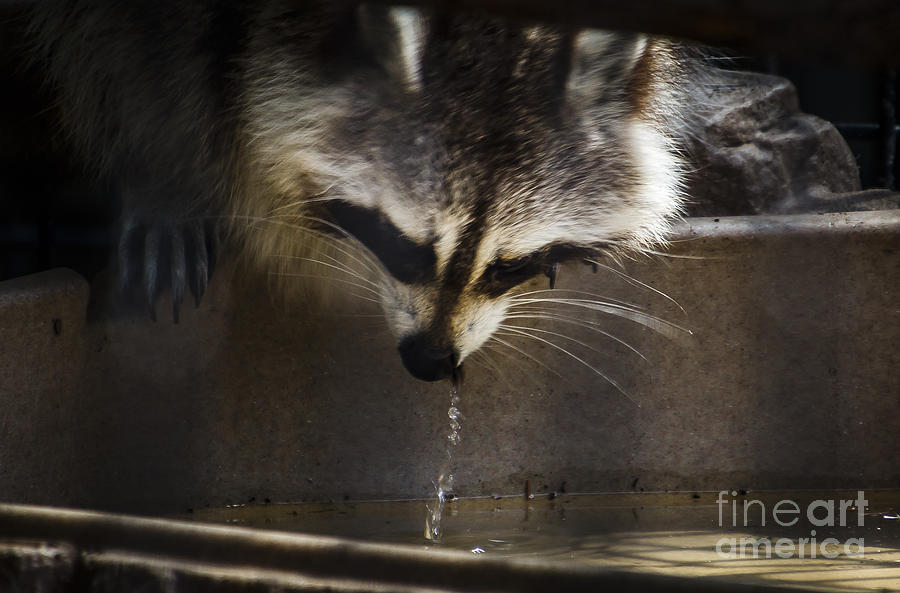 Thirsty Racoon Photograph by Joann Long