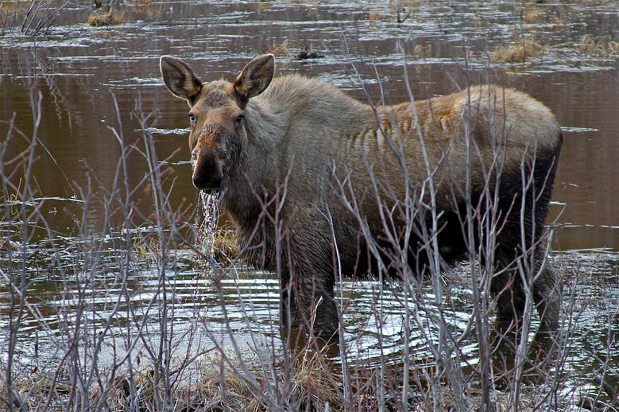 Moose Photograph - Thirsty by Rick  Monyahan