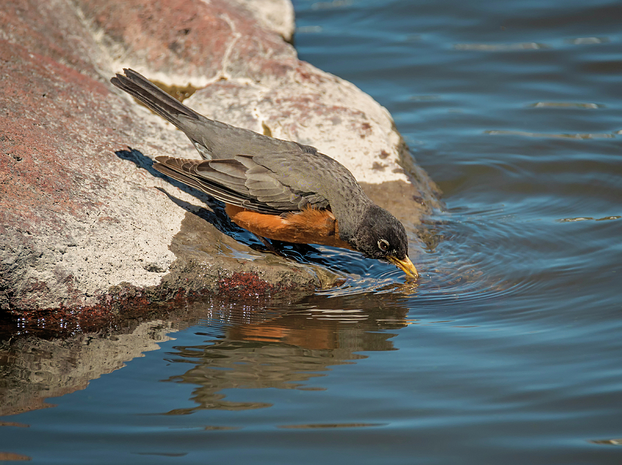 Thirsty Robin Photograph by Loree Johnson