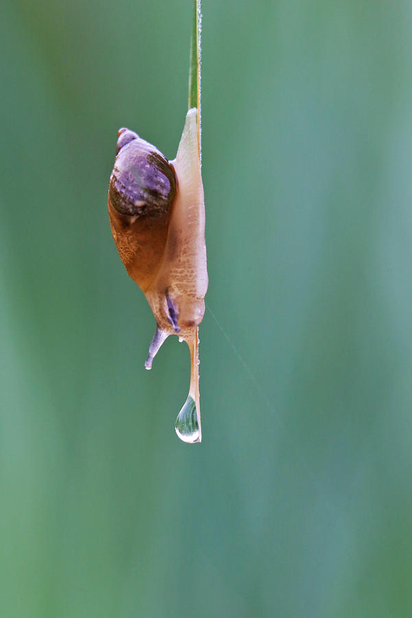 Thirsty Snail Photograph by Mircea Costina Photography