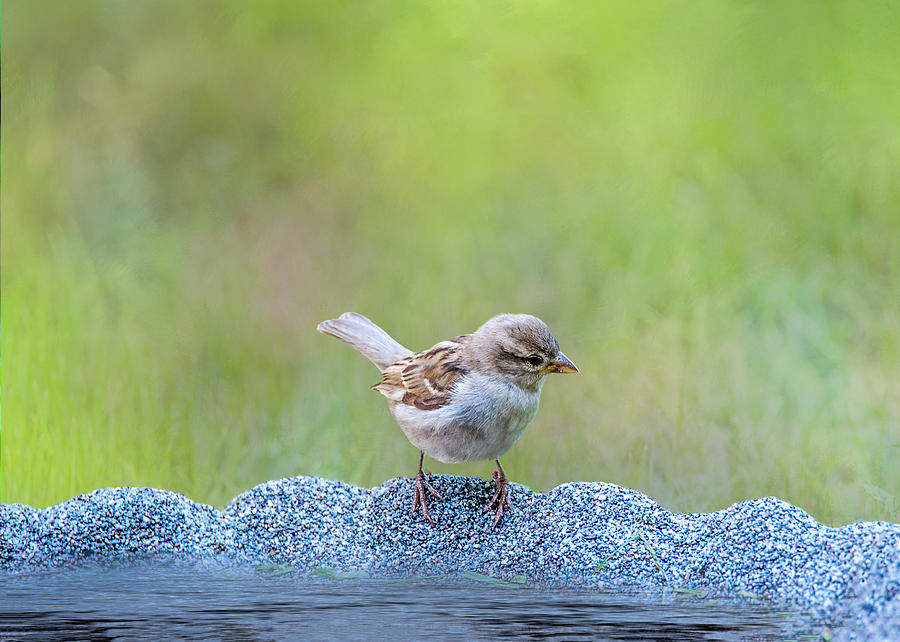 Thirsty Sparrow Photograph by Cathy Kovarik