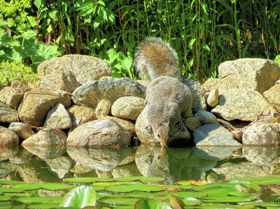 Thirsty Squirrel  Photograph by MTBobbins Photography