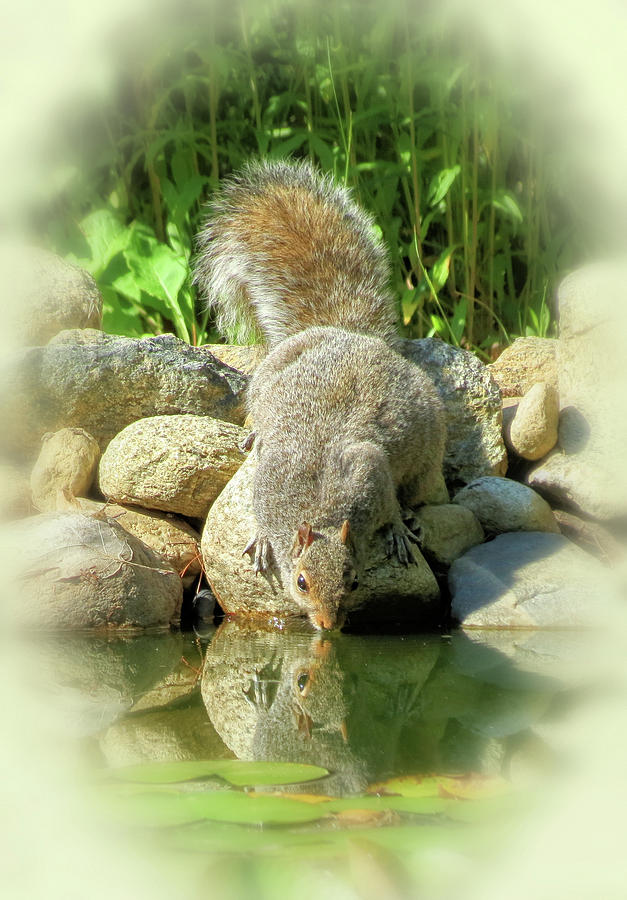 Thirsty Squirrel - Vignette Photograph by MTBobbins Photography