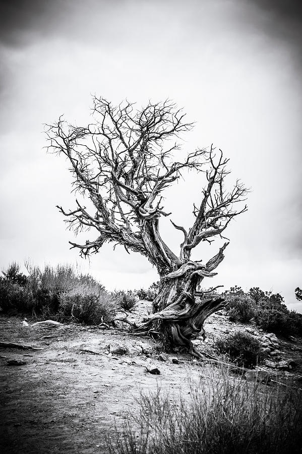 National Parks Photograph - Thirsty Tree by Lisa Lemmons-Powers