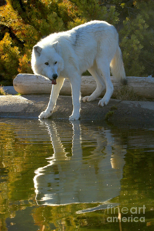 Thirsty Wolf Photograph by Adam Jewell