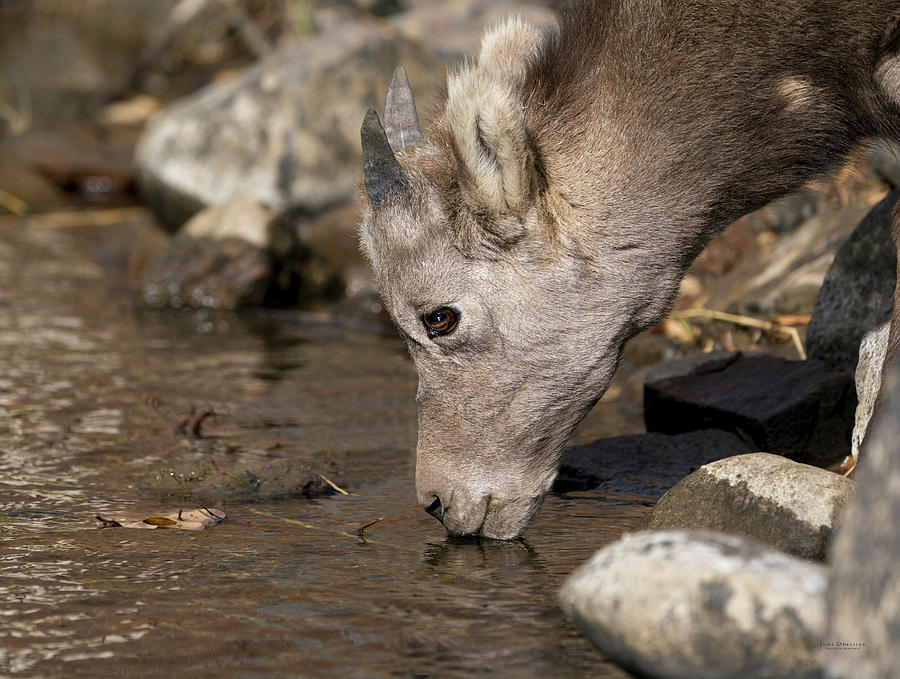 Thirsty Young Bighorn Photograph by Judi Dressler