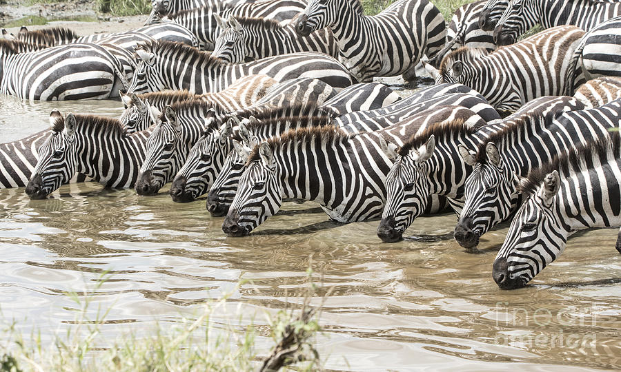 Thirsty Zebras Photograph by Pravine Chester