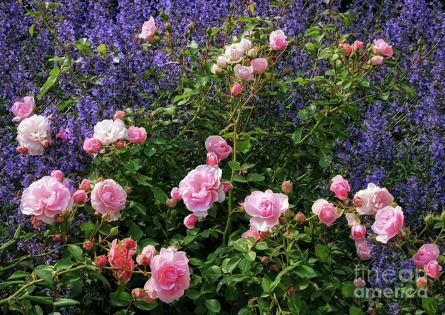 This Beautiful Rose Garden Photograph by Gabriele Pomykaj