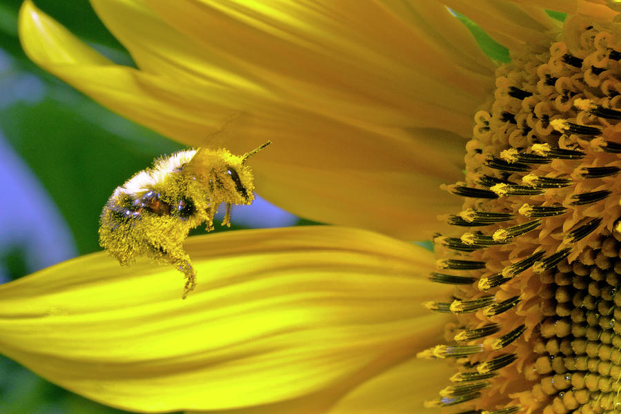 This bee needs a bath Photograph by David Freuthal