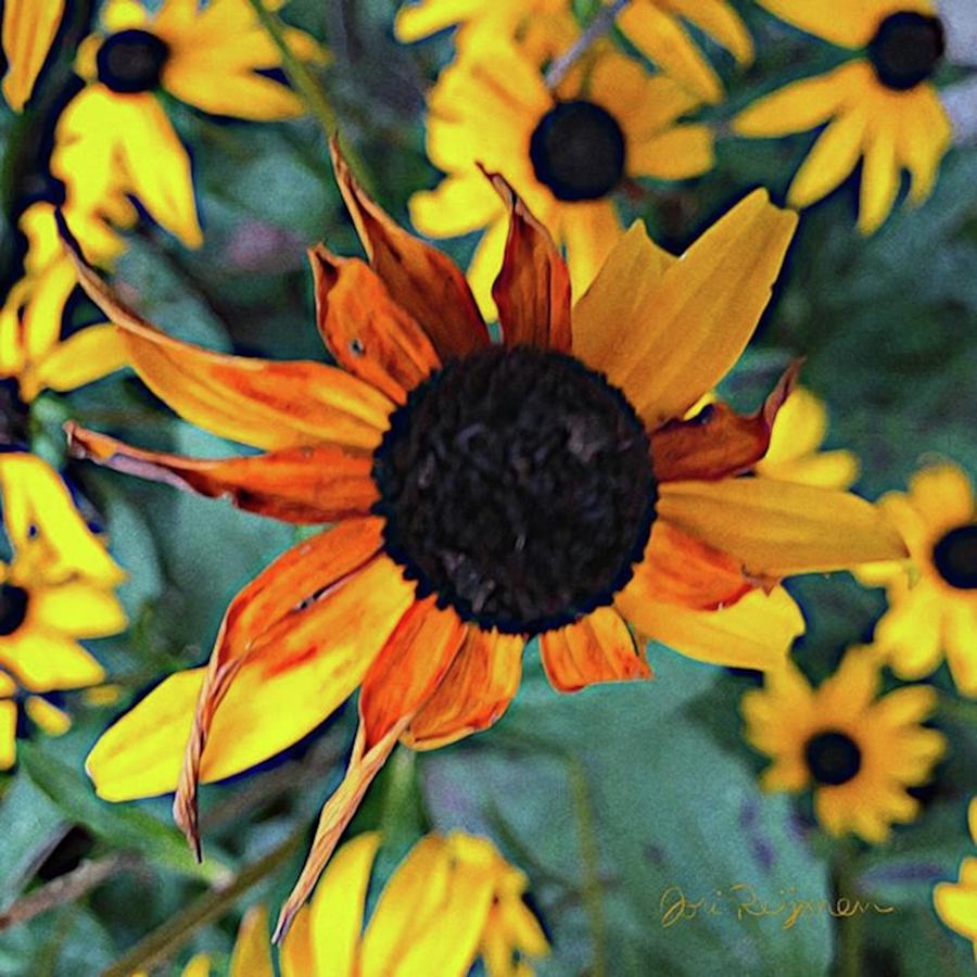 Flower Photograph - This Black-eyed Susan Flower (rudbeckia by Jori Reijonen