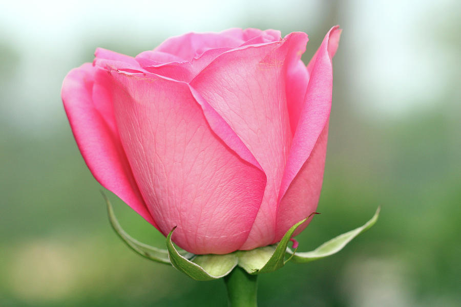 This Bud's for You by Ree Reid This Bud's for You by Ree Reid