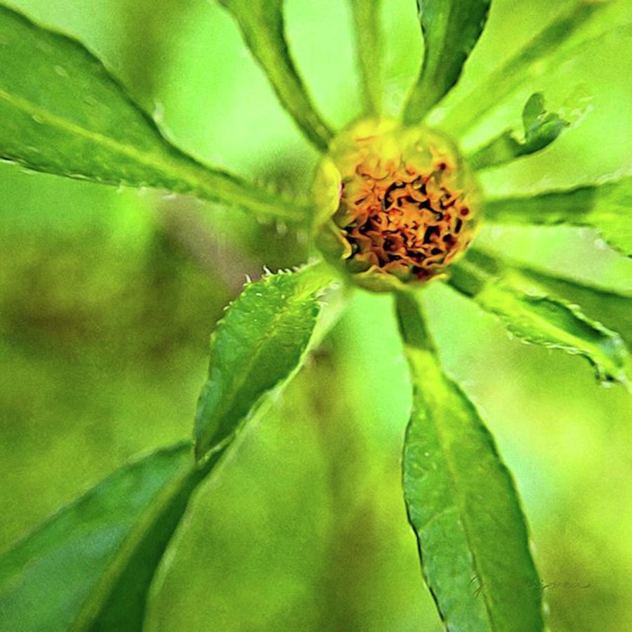 Wildflower Photograph - This Closeup Of A Tickseed Sunflower by Jori Reijonen