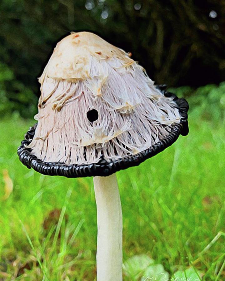 Mushroom Photograph - This Closeup Photo Of A Shaggy Ink Cap by Jori Reijonen