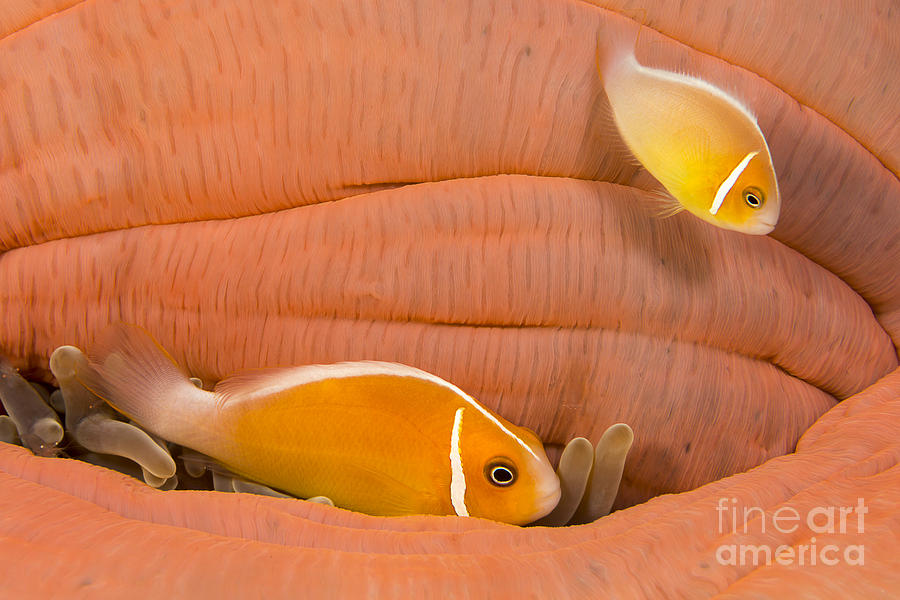 This Common Anemonefish  Amphiprion Photograph by Dave Fleetham