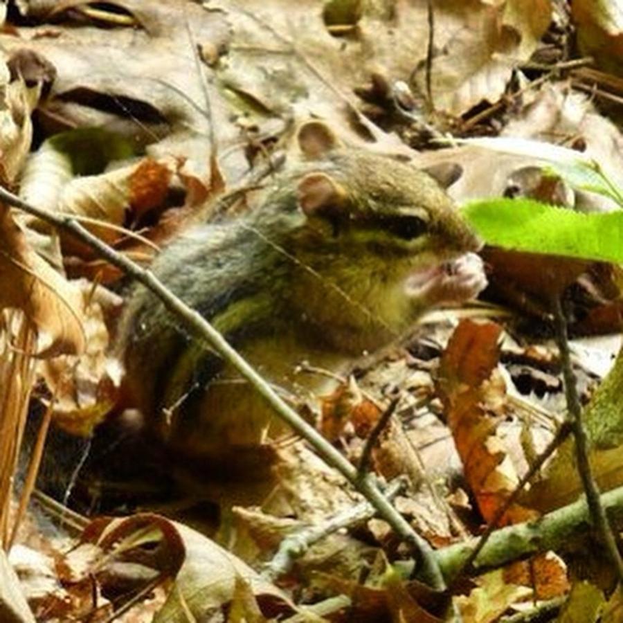 Summer Photograph - Chipmunk in the leaves by Charlotte Cooper