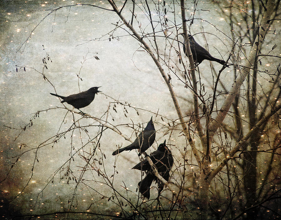 Blackbird Photograph - This Day the long awaited for...  by Angie Rea