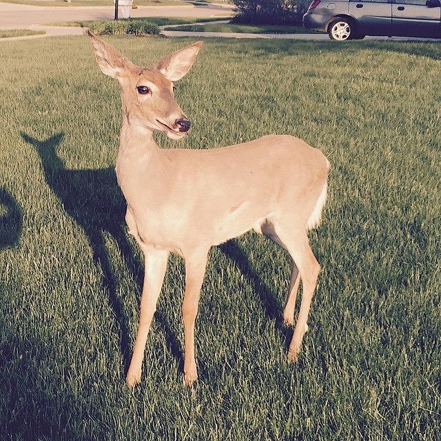 Deer Photograph - This #deer Followed Me On My Walk Today by Pete Michaud