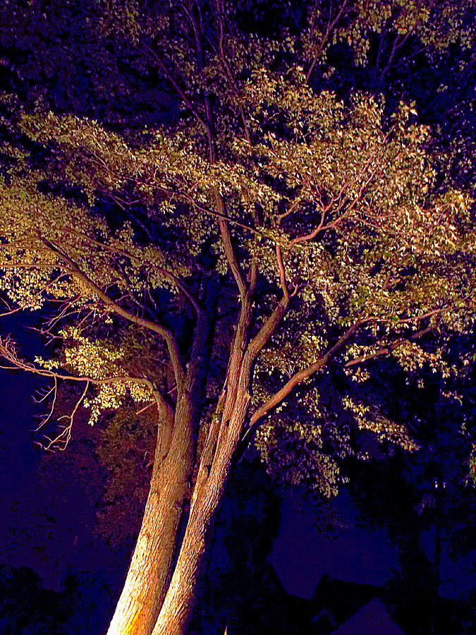 This Difficult Tree Photograph by Guy Ricketts Fine Art America