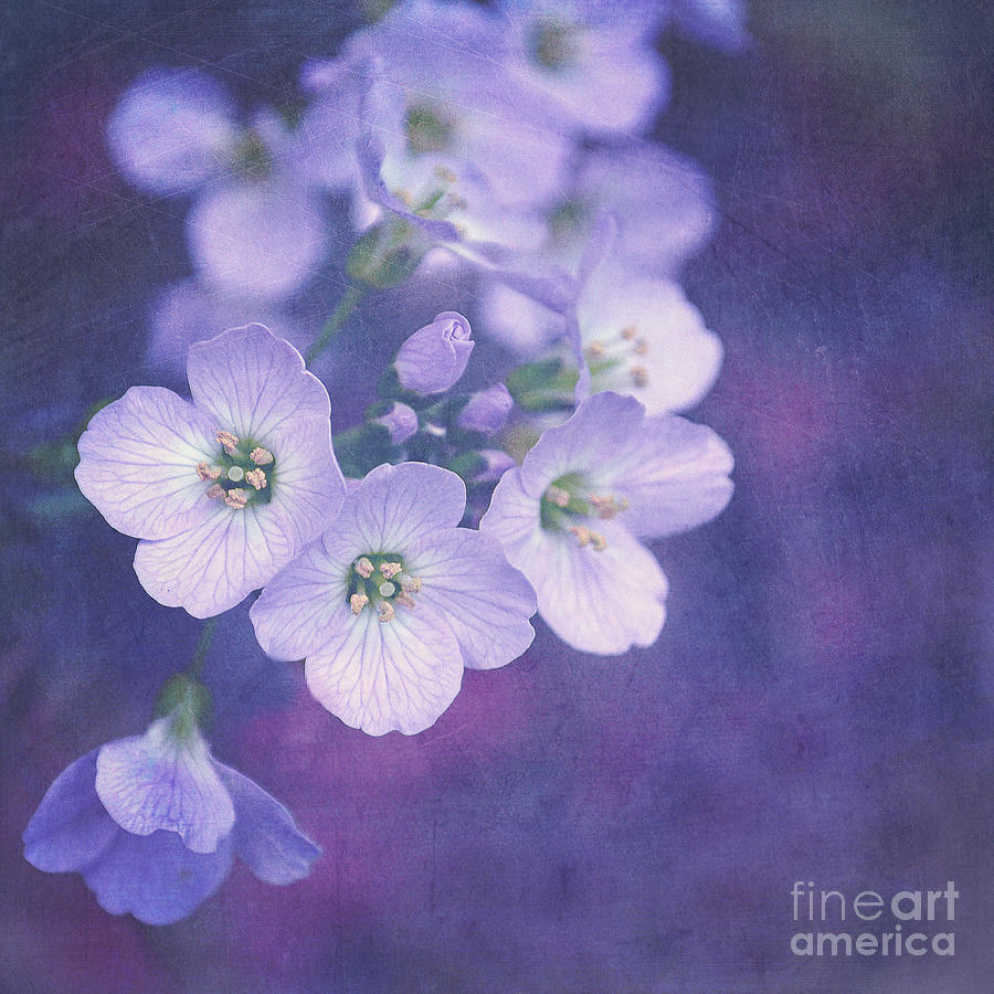Flower Photograph - This enchanted evening by Lyn Randle