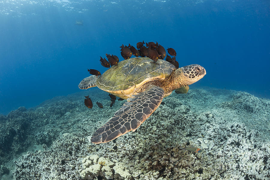 This green sea turtle Photograph by Dave Fleetham