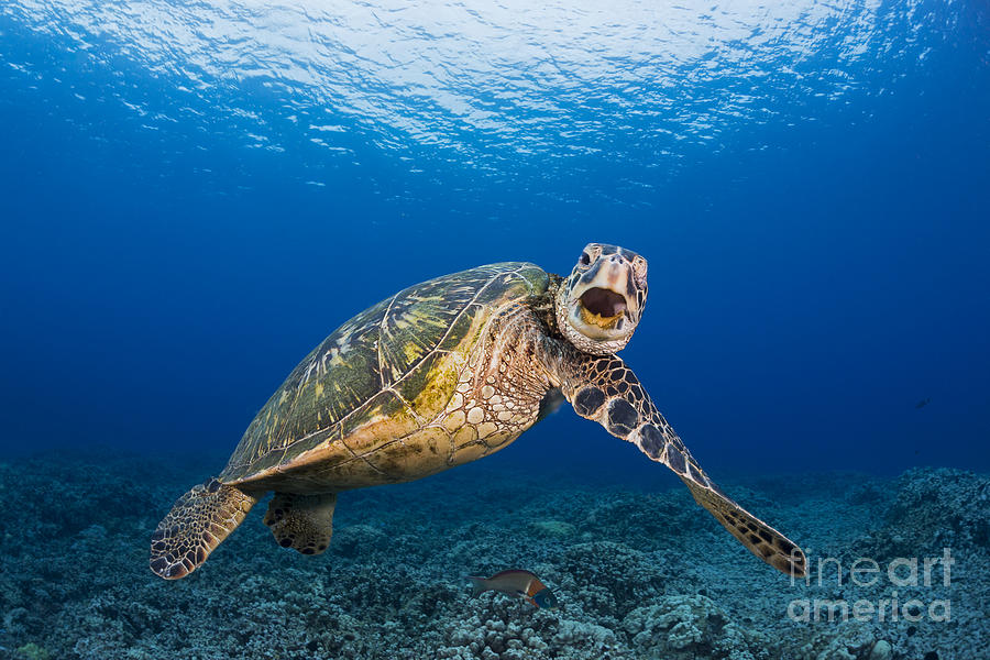 Green Sea Turtle #25 Photograph by Dave Fleetham