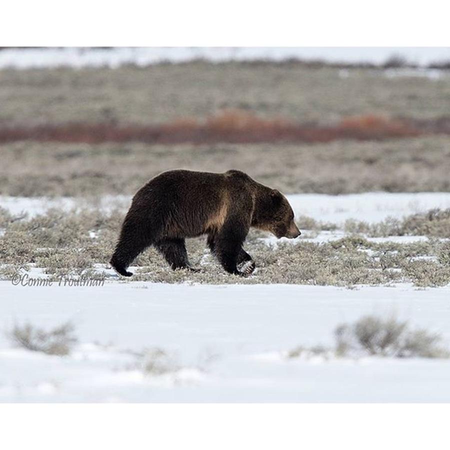 Yellowstone National Park Photograph - This Grizzly Sure Wintered Well. Saw by Connie Troutman