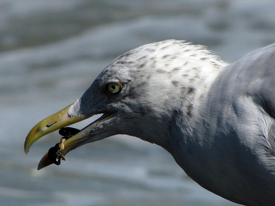 Seagull Photograph - This gulls got mussels by Jake Danishevsky