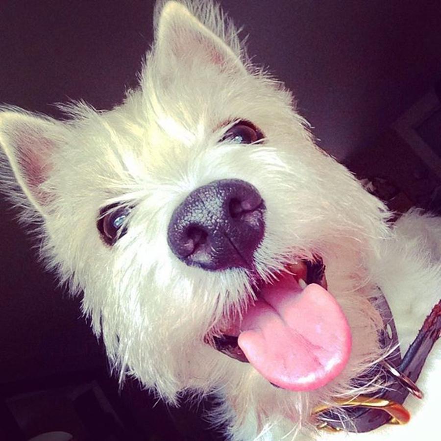 Dog Photograph - Happy Westie  by Kate Arsenault 
