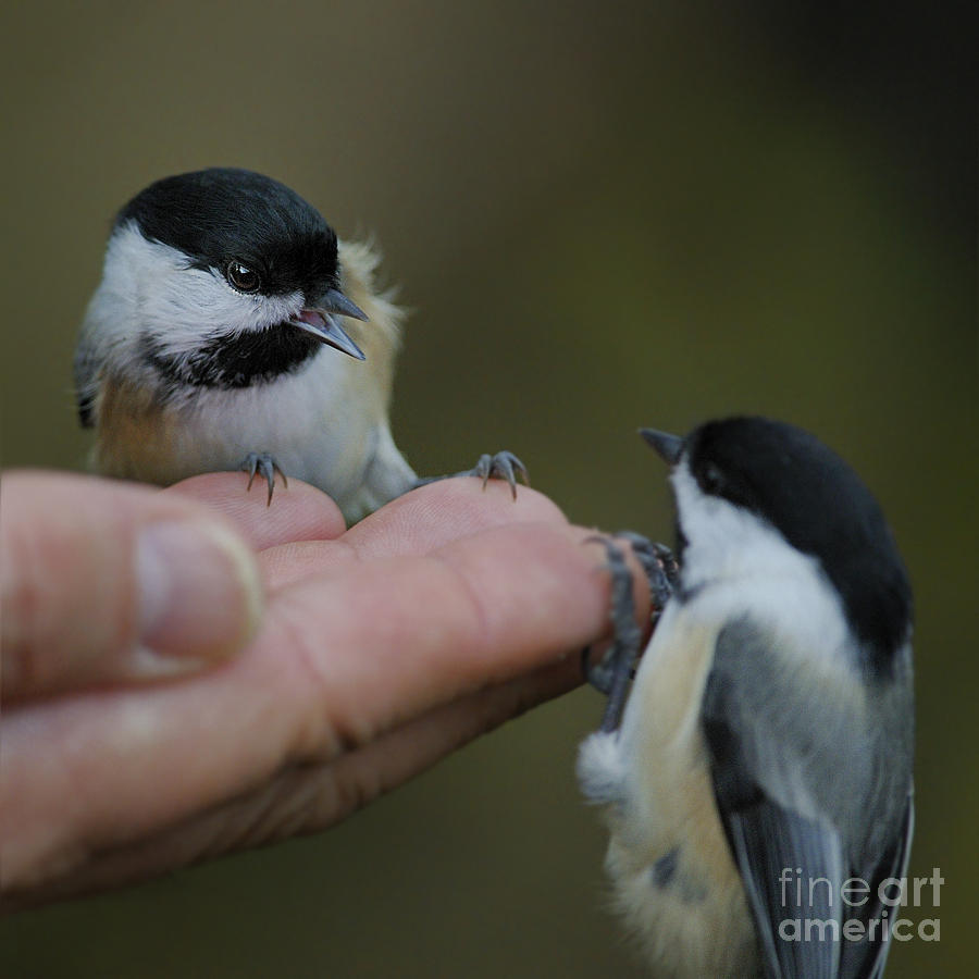 Bird Photograph - This hand is MINE by Nina Stavlund