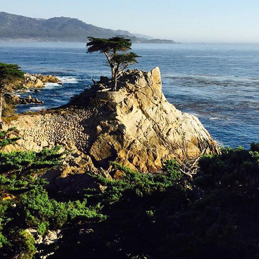 Tree Photograph - This Happened Today!! Lone Cypress by Scott Pellegrin
