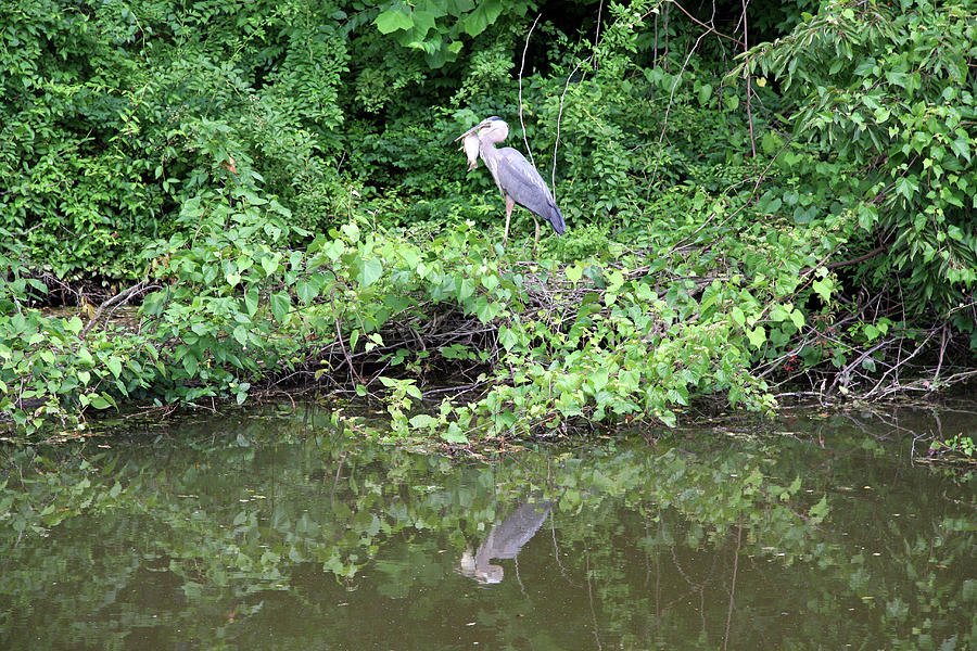 This Heron Is Having Fish For Dinner Photograph by Cora Wandel